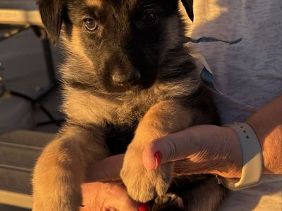 AKC German Shepherds