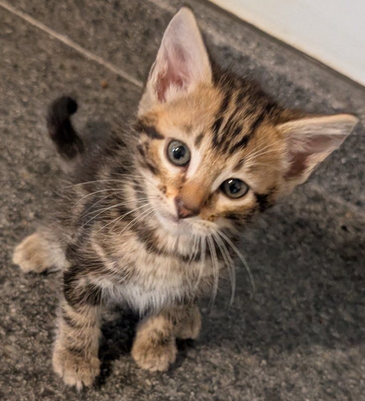Bengal Kitten Rare Marbled
