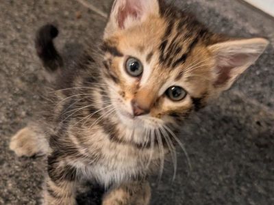 Bengal Kitten Rare Marbled