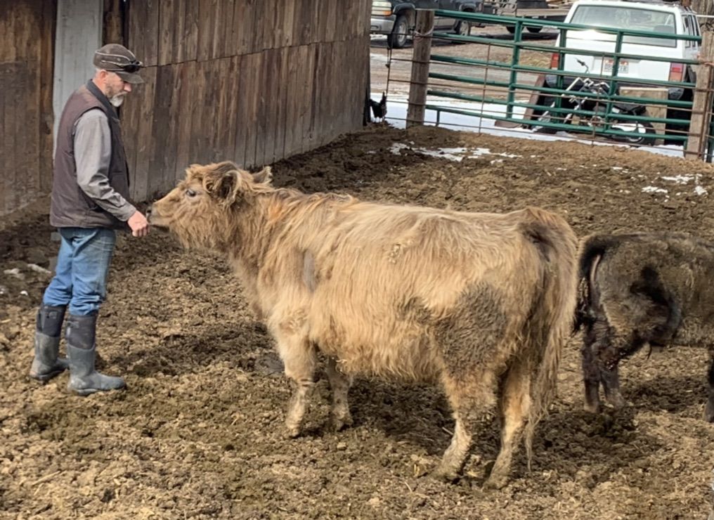 Highlander Cross 5 Yr Cow Bred To Dairy Bull