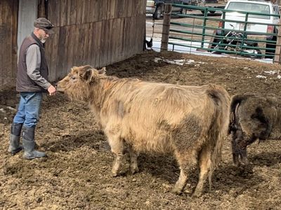 Highlander Cross 5 Yr Cow Bred To Dairy Bull