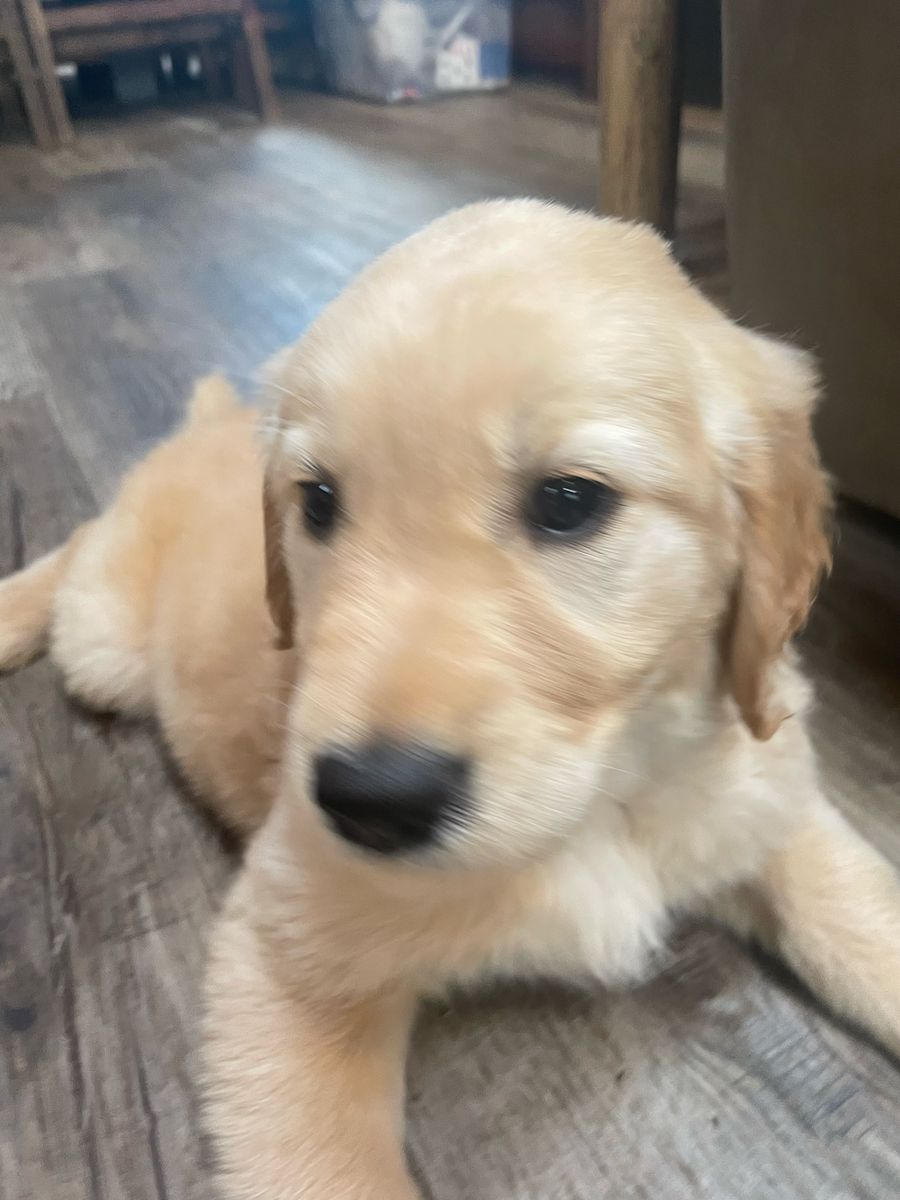 AKC Registered Golden Retriever Puppies - 2 Girls $750