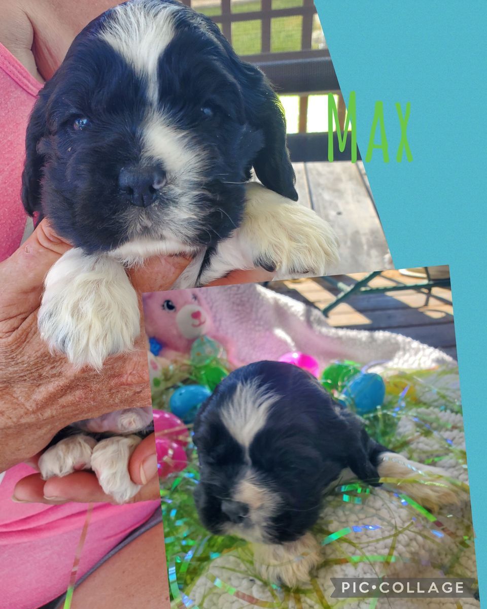 AKC Cocker Spaniel puppies