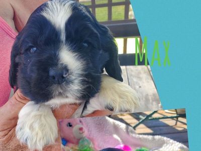 AKC Cocker Spaniel puppies