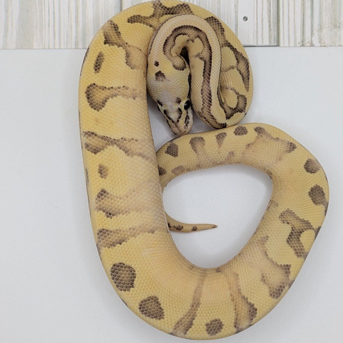 2025 Male Vanilla Scream Enchi