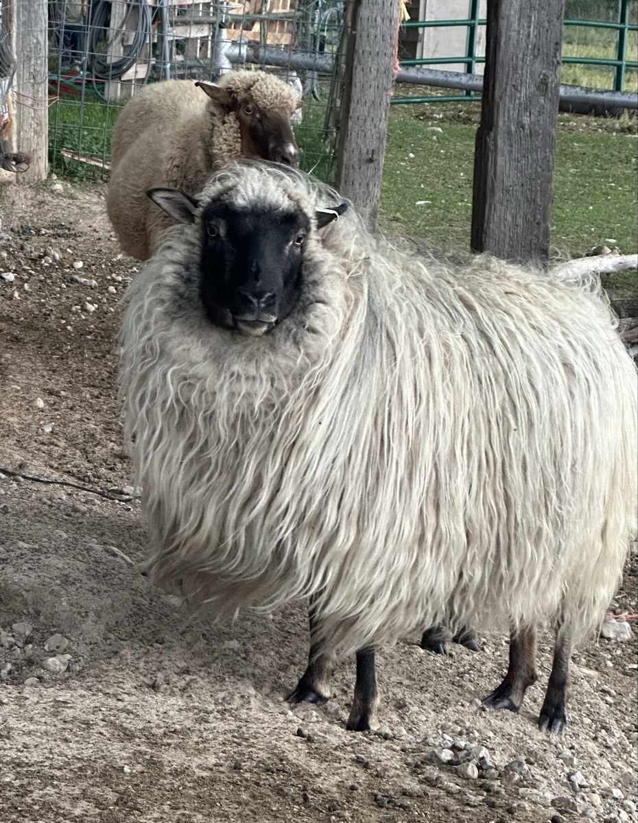 Icelandic Cross Ewe