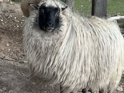 Icelandic Cross Ewe