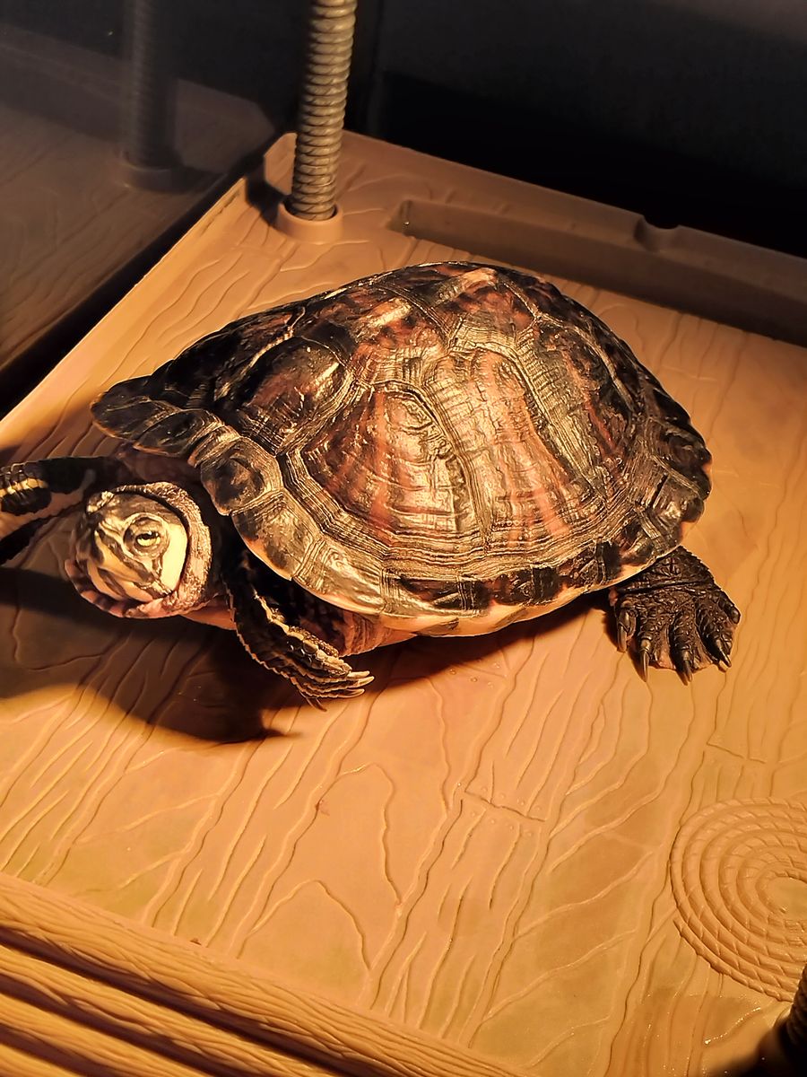 Free Turtles and Tank