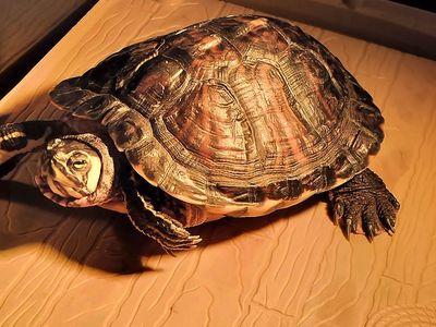 Free Turtles and Tank