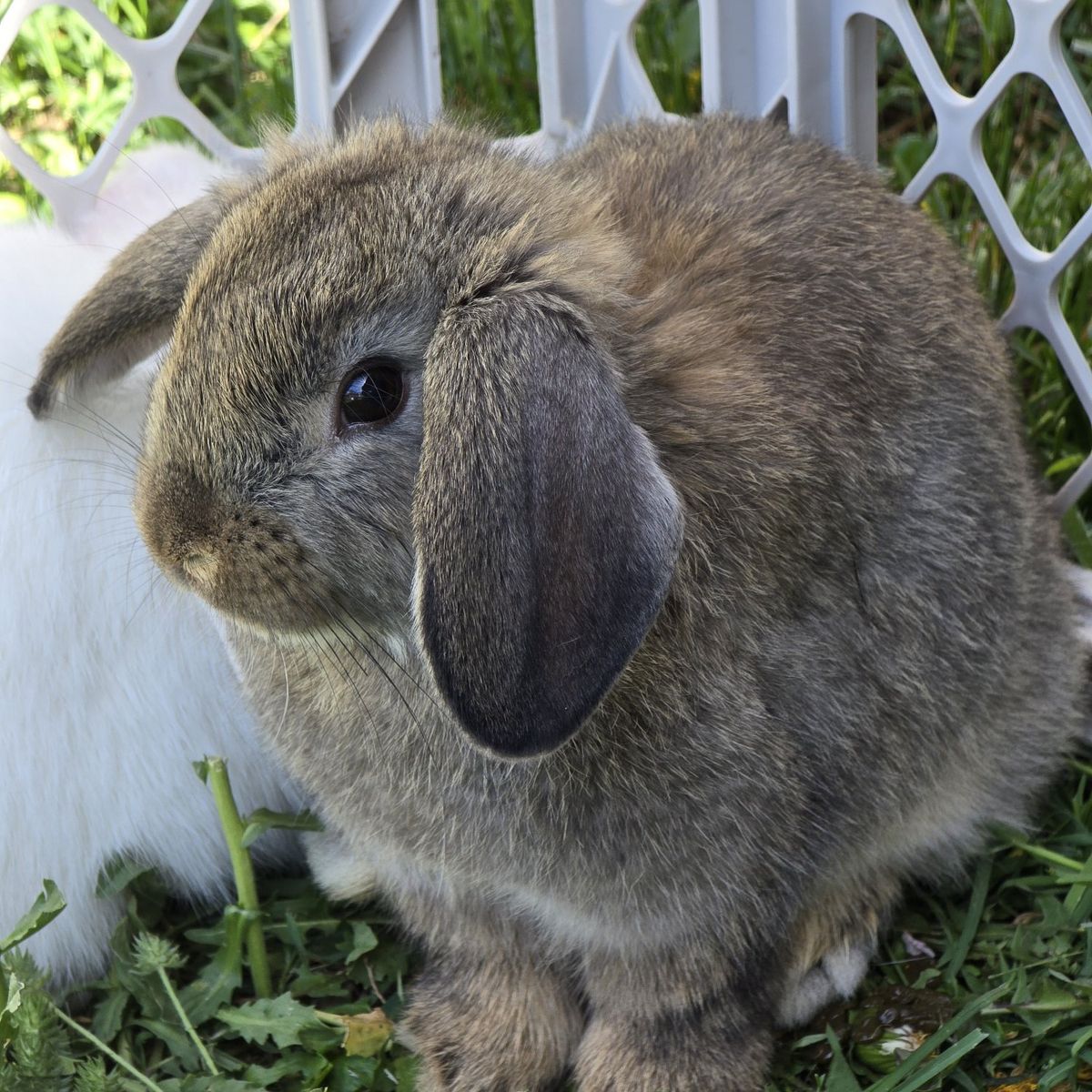 Lop Mix (buck/male)