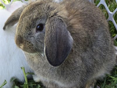 Lop Mix (buck/male)