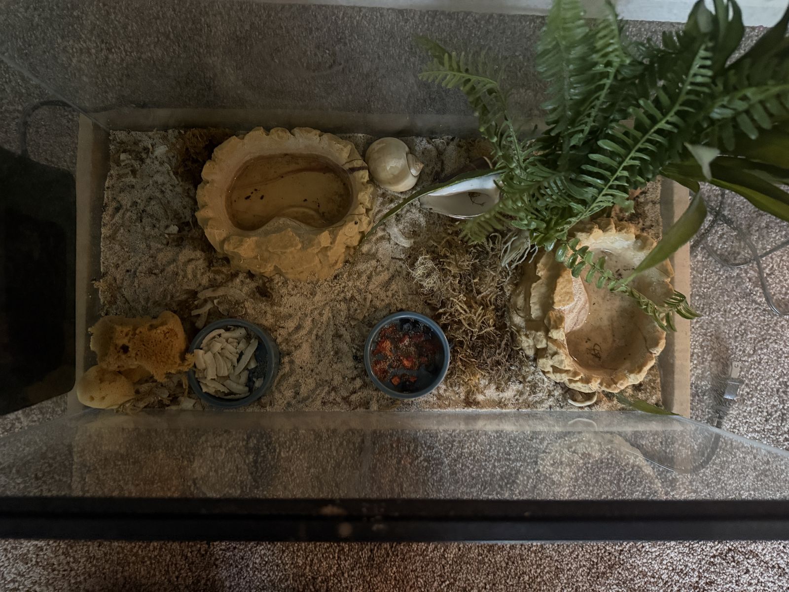 Hermit crab with tank and extras