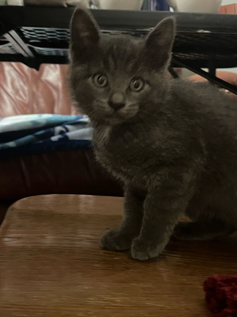 Considered Hypoallergenic Russian blue mix kittens