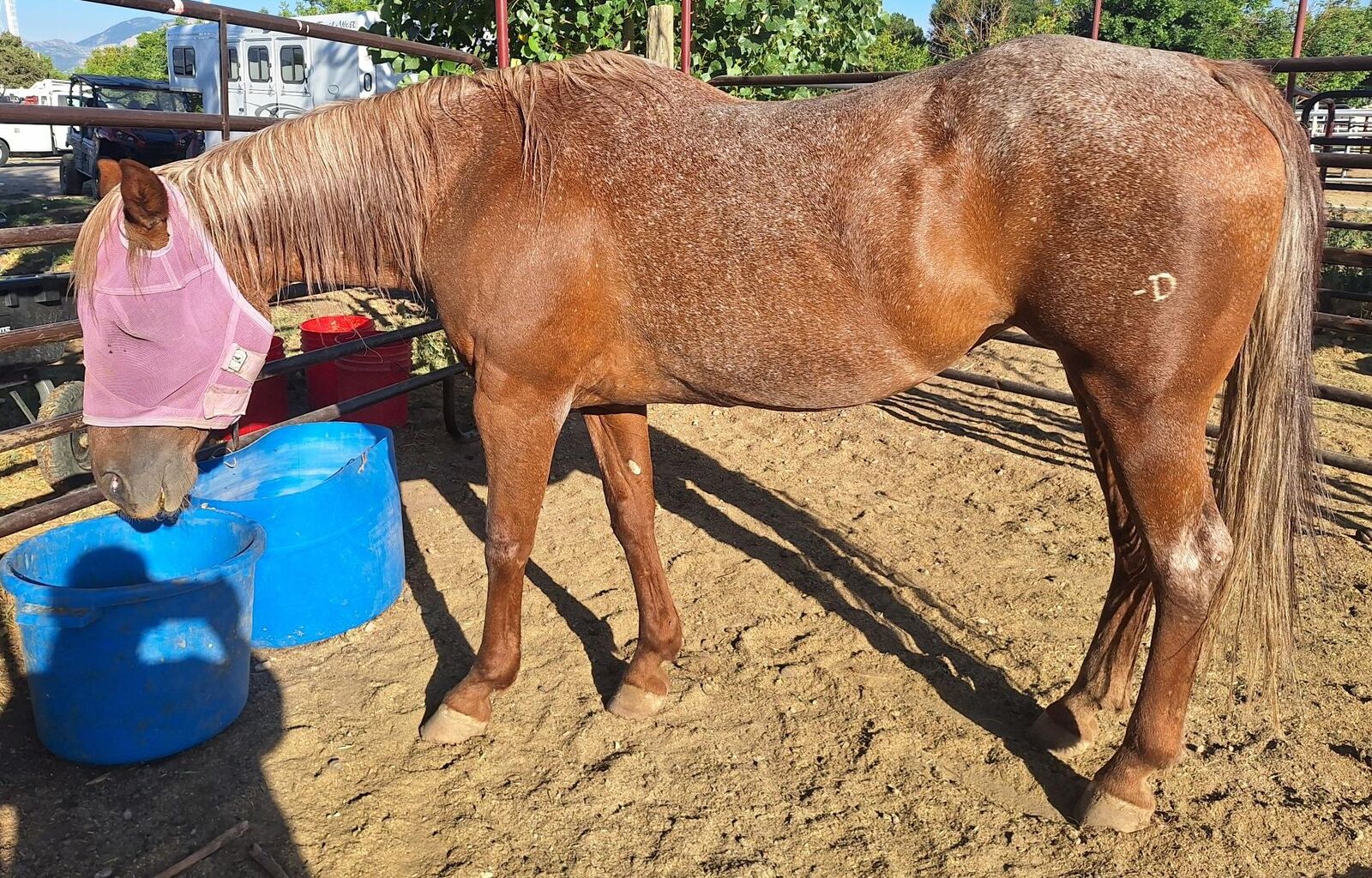 Older Companion Horse