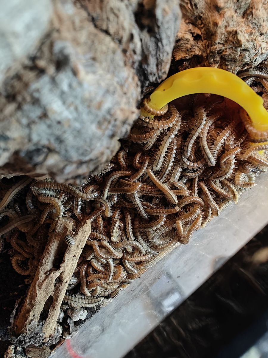 Garden Millipedes