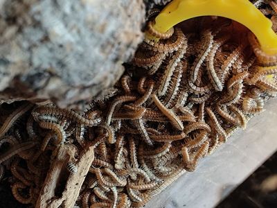 Garden Millipedes