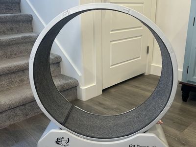 Cat Exercise Wheel - Running Treadmill for Indoor Cats