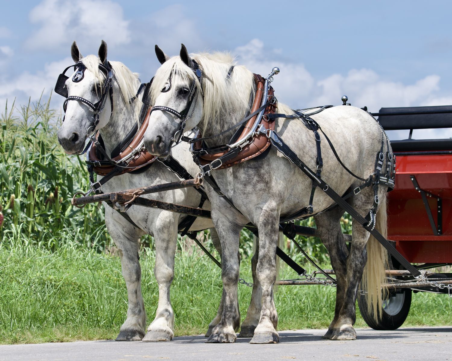 Old Style Grey Percheorn Draft Horse Team