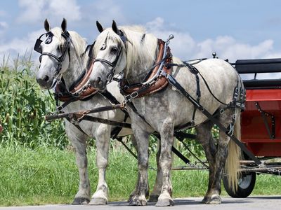 Old Style Grey Percheorn Draft Horse Team
