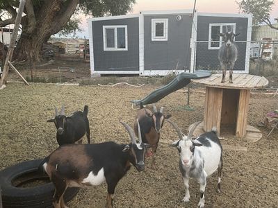 5 pregnant Nigerian dwarf!