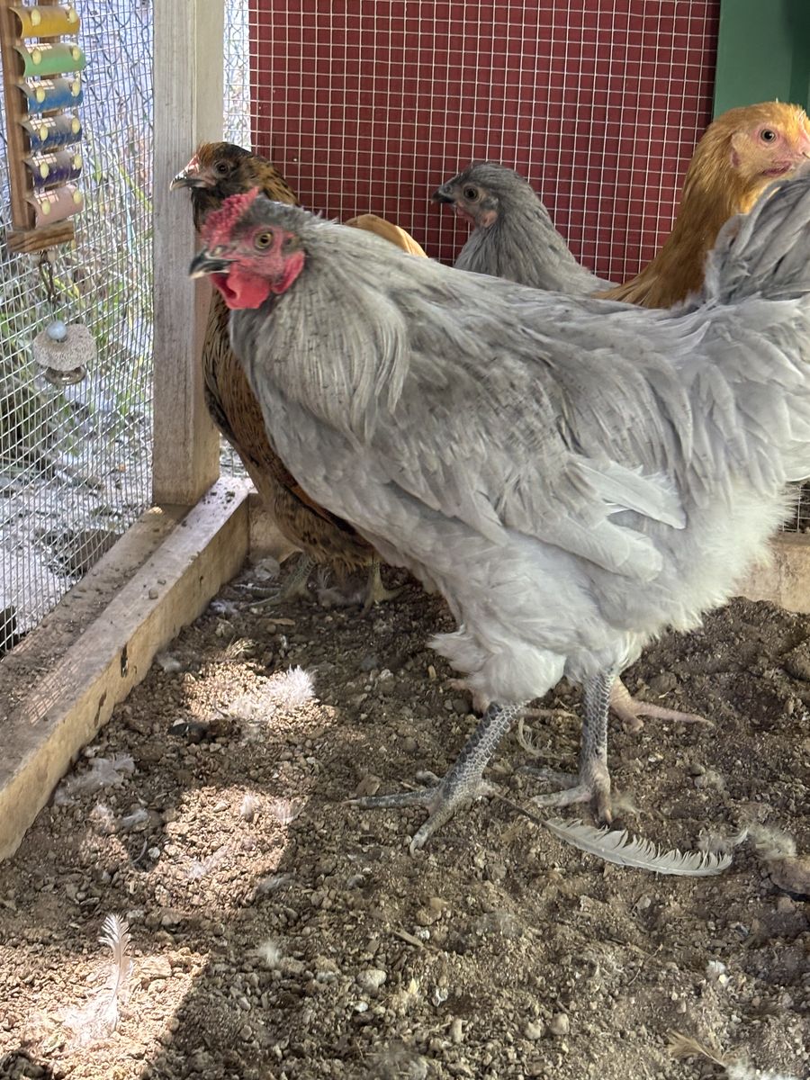Lavender Orpington Cockerel