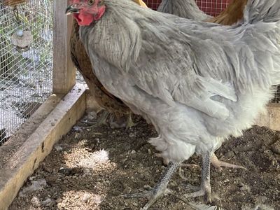 Lavender Orpington Cockerel