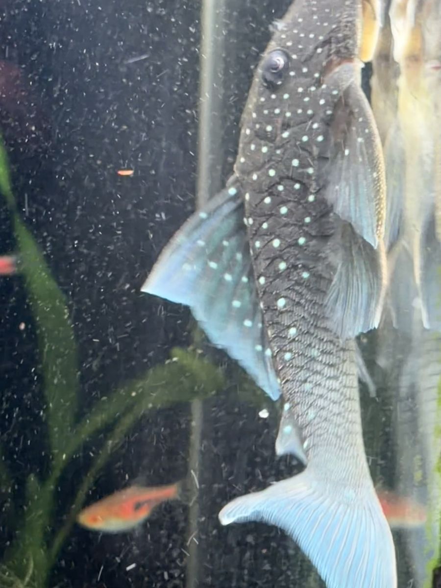 Blue Phantom Pleco (L128)