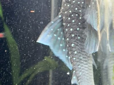 Blue Phantom Pleco (L128)
