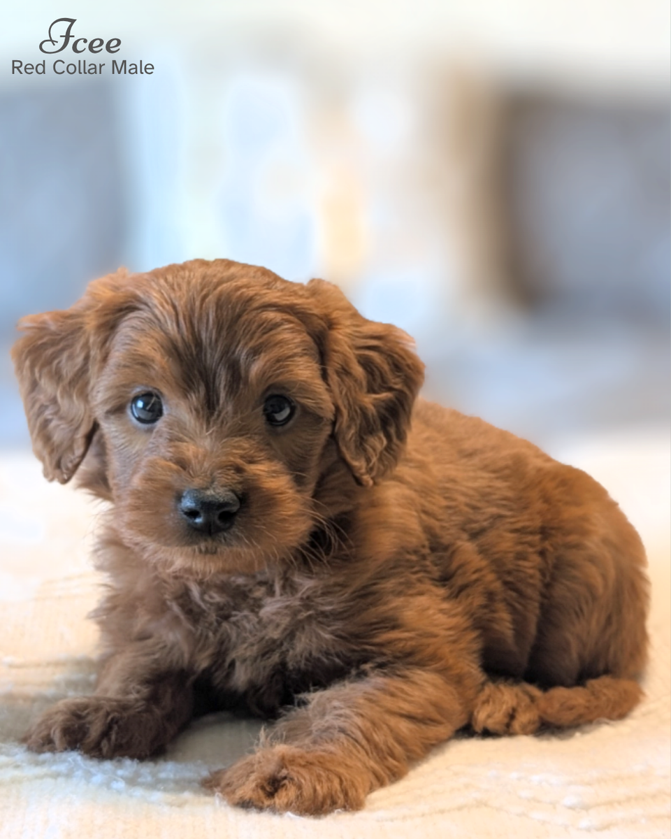 F1 Mini Goldendoodles