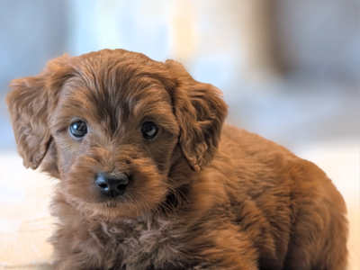 F1 Mini Goldendoodles