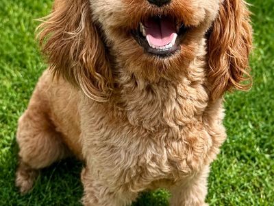 Priced to Sell! Adorable 2-Year-Old Intact Male Cavapoo