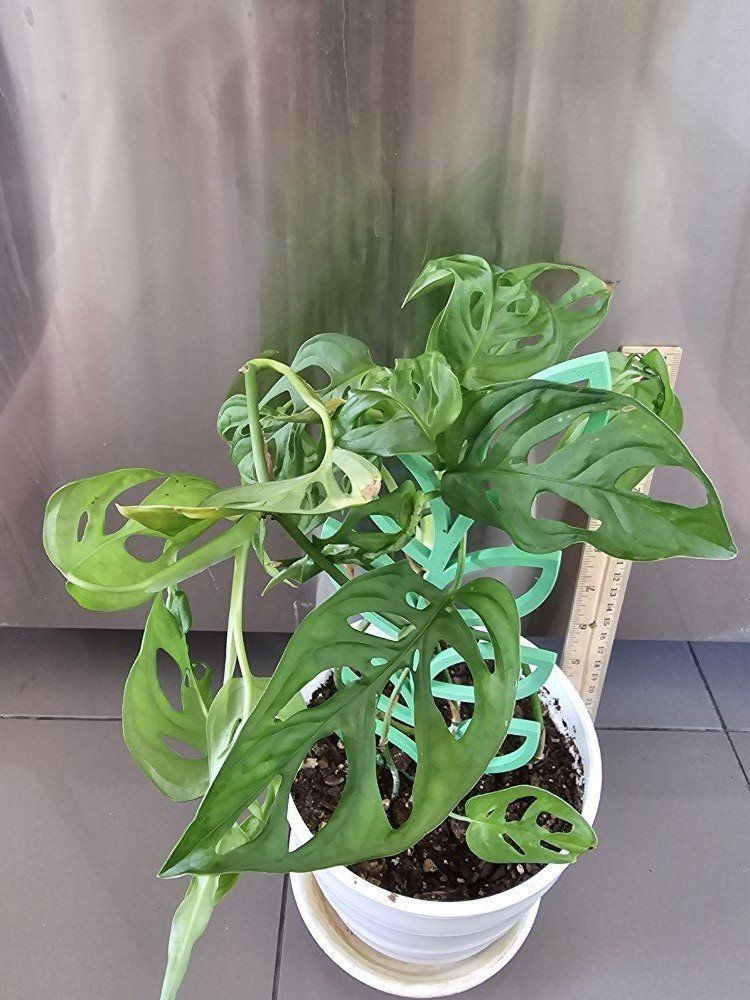 Monstera: Swiss Cheese