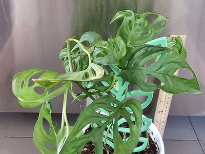 Monstera: Swiss Cheese