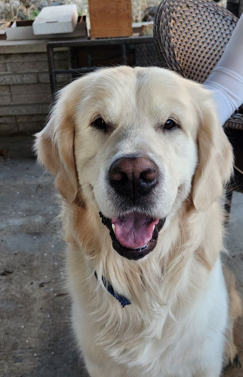 English Cream Retriever Stud