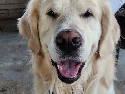 English Cream Retriever Stud