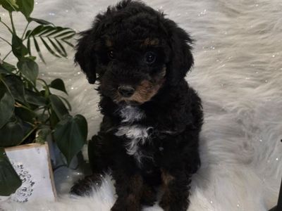 AKC Toy Poodle, Doodle, Bernedoodle