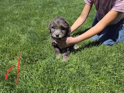 puppies