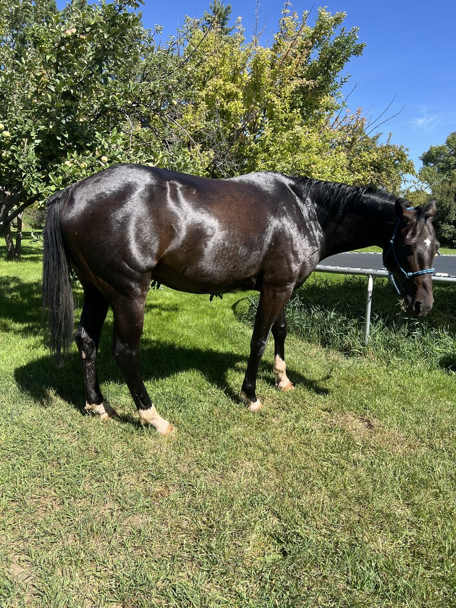 15.2 Hands 7 Yr. Grade Green Broke Gelding