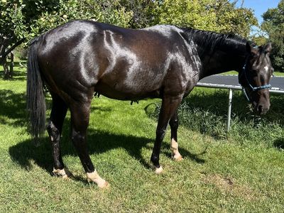 15.2 Hands 7 Yr. Grade Green Broke Gelding