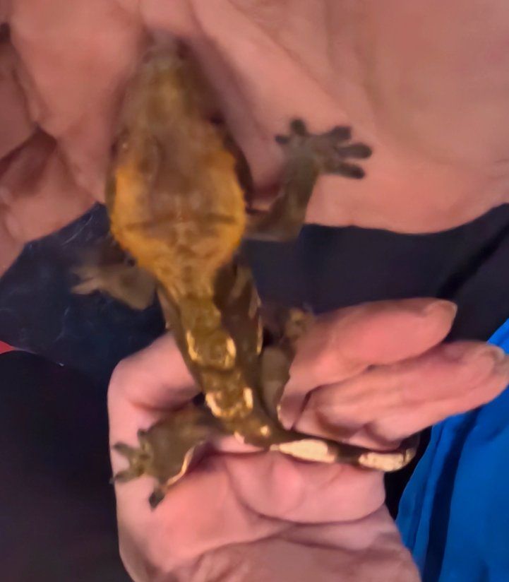 Juvenile Crested Gecko