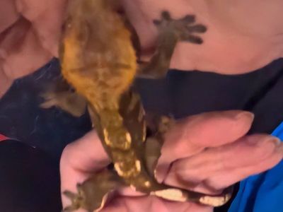 Juvenile Crested Gecko