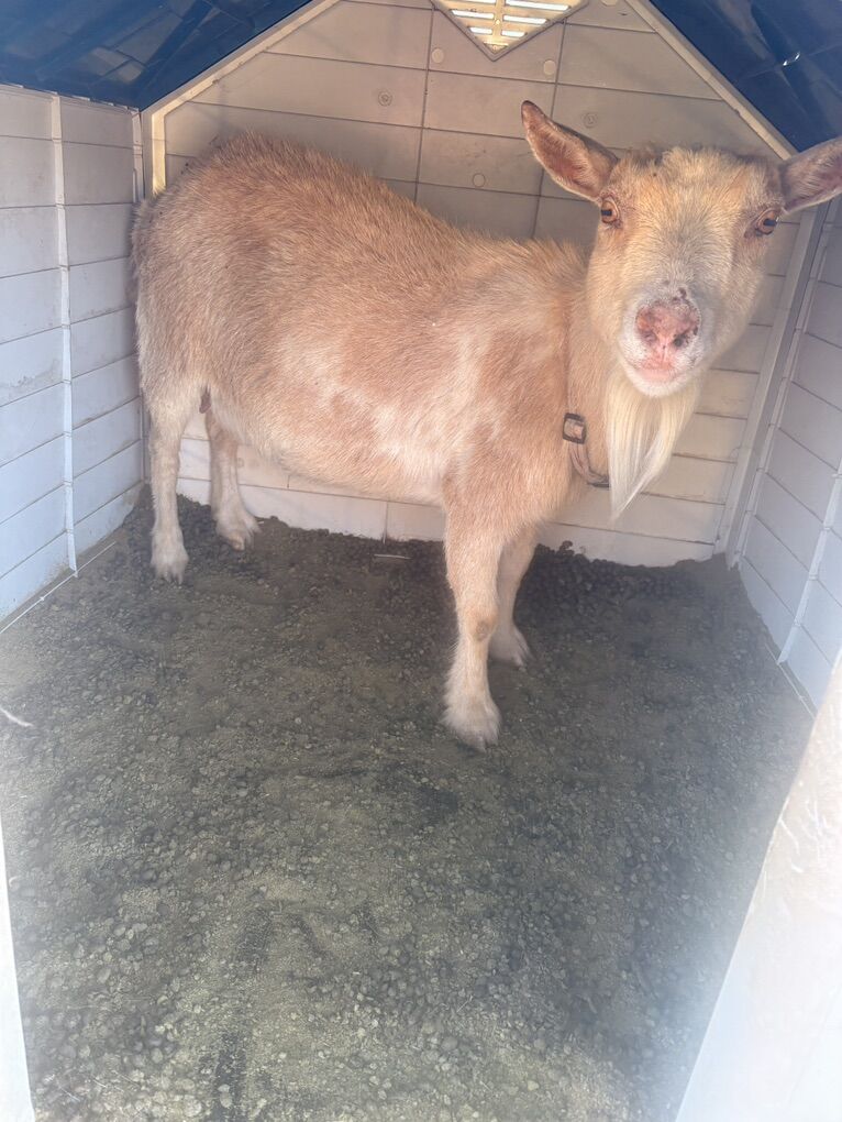 Nigerian Dwarf Goats Adult