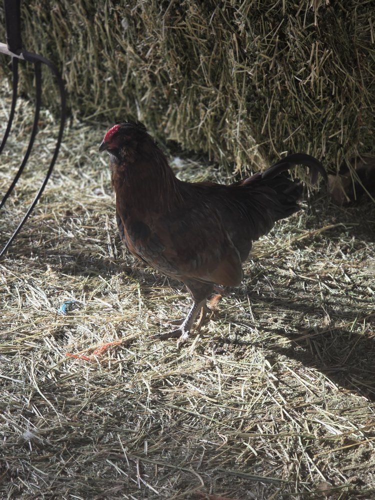 Rooster