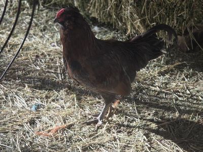 Rooster