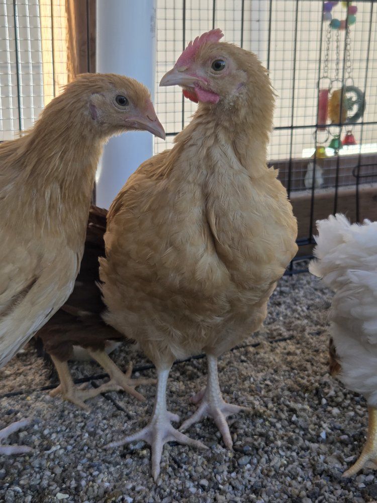 Free Buff Orpington Rooster