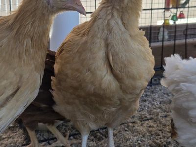 Free Buff Orpington Rooster