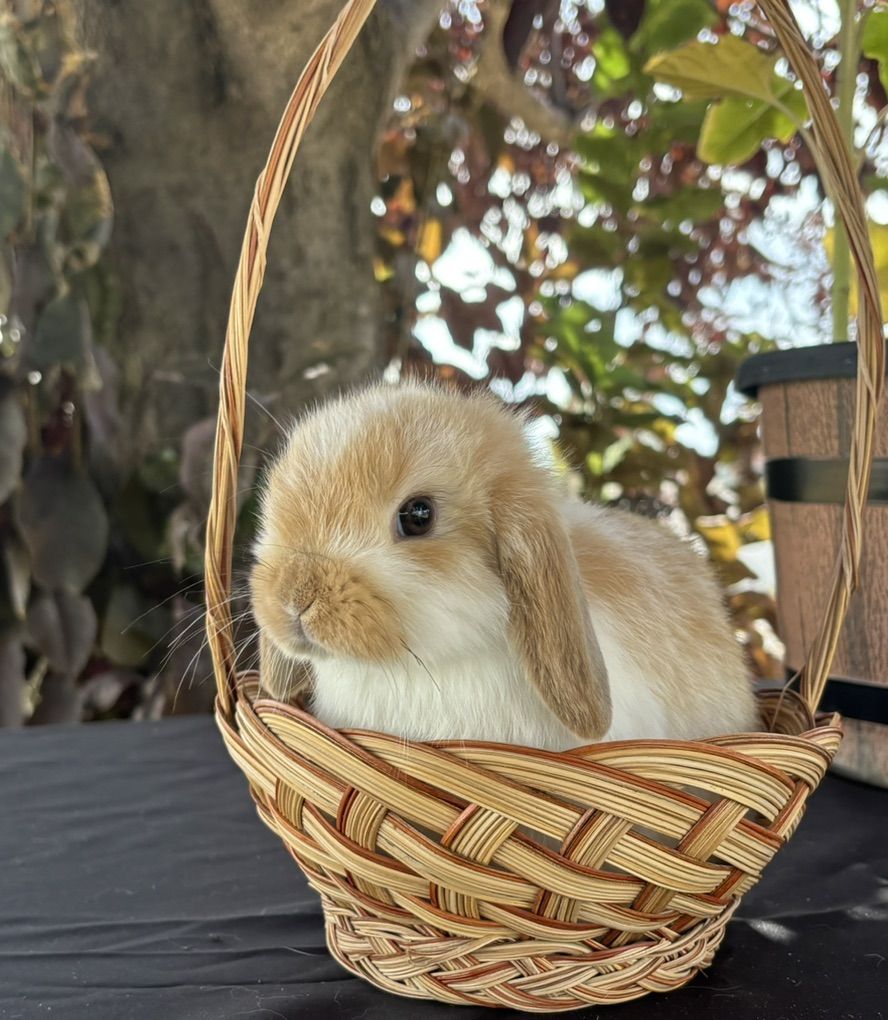 Holland Lop
