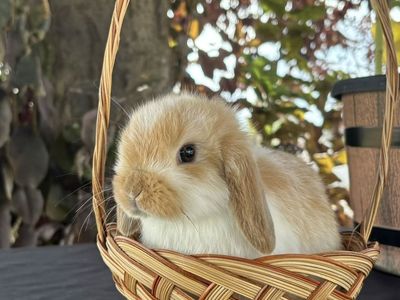 Holland Lop