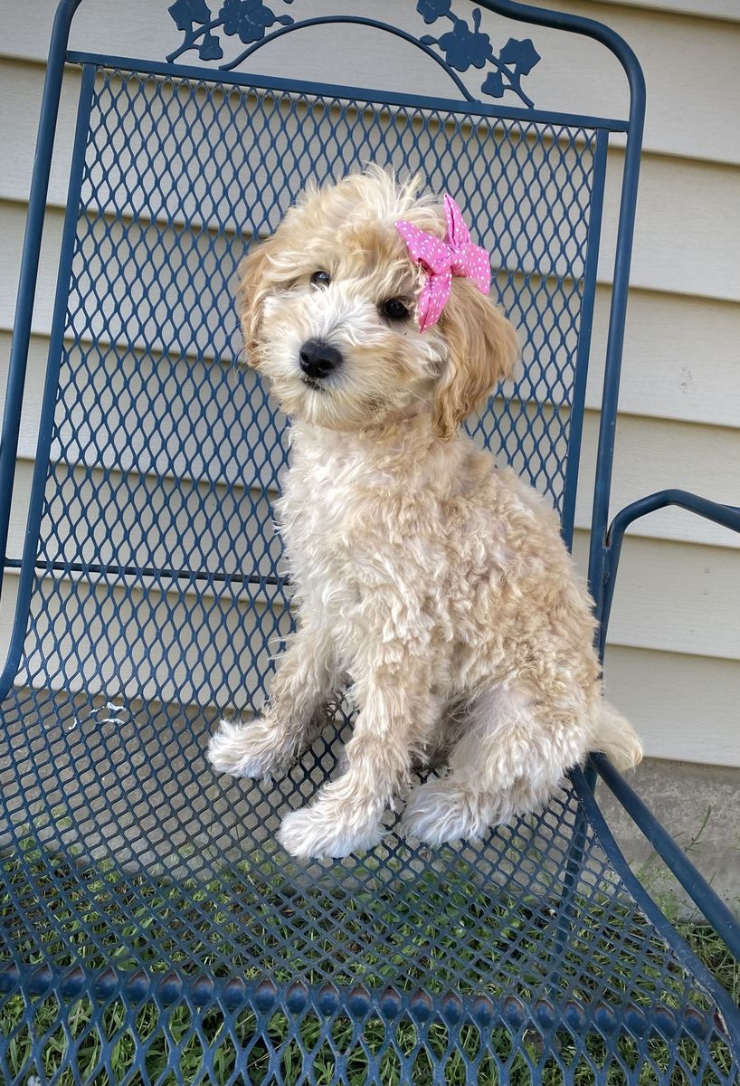 Female Mini Goldendoodle/golden doodle
