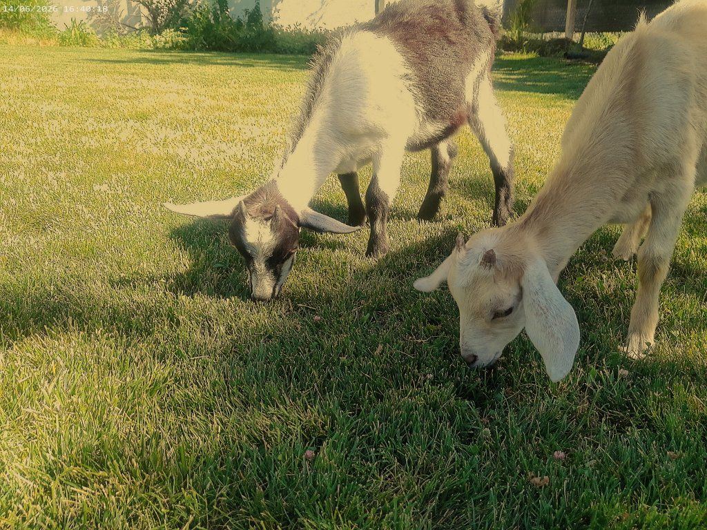 Pair of Adorable Young Goats - Great for Pets or Small Farms